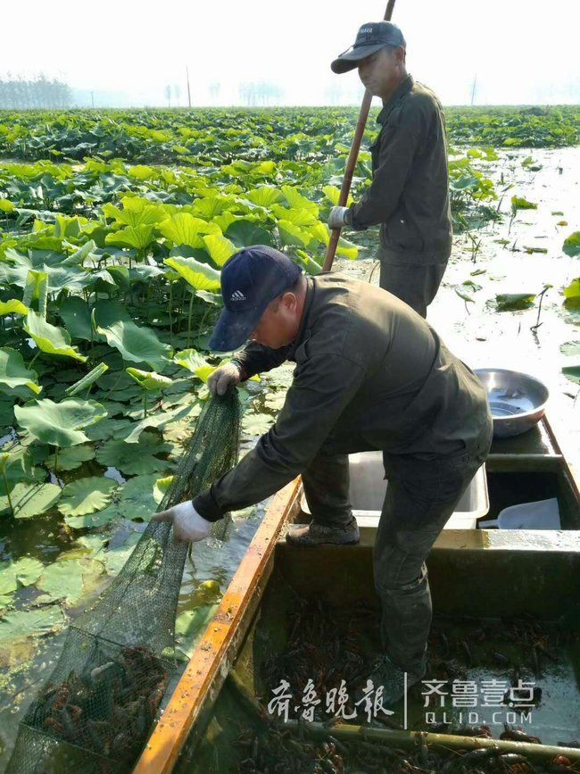 微山湖小龙虾到收获旺季 养殖户日收入近万元