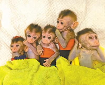 中国科研团队成功克隆出5只猴子，团队这背后不简单！成功出