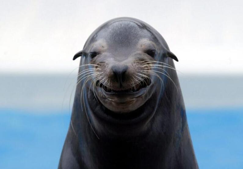 今天是国际海豹日 关于这种可爱的动物你了解多少